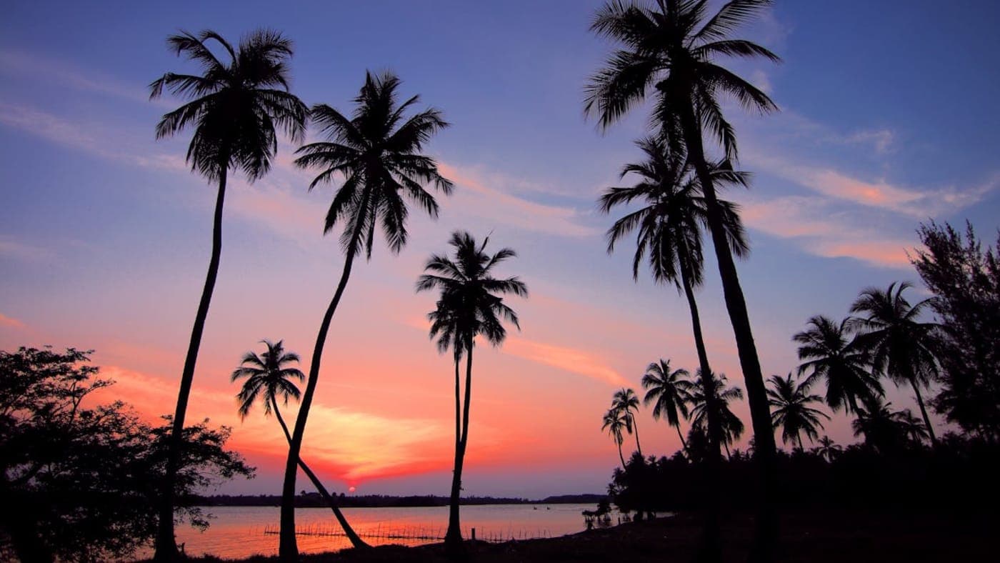 Silhouetted palm trees along Goa beach during vibrant sunset over calm sea horizon.