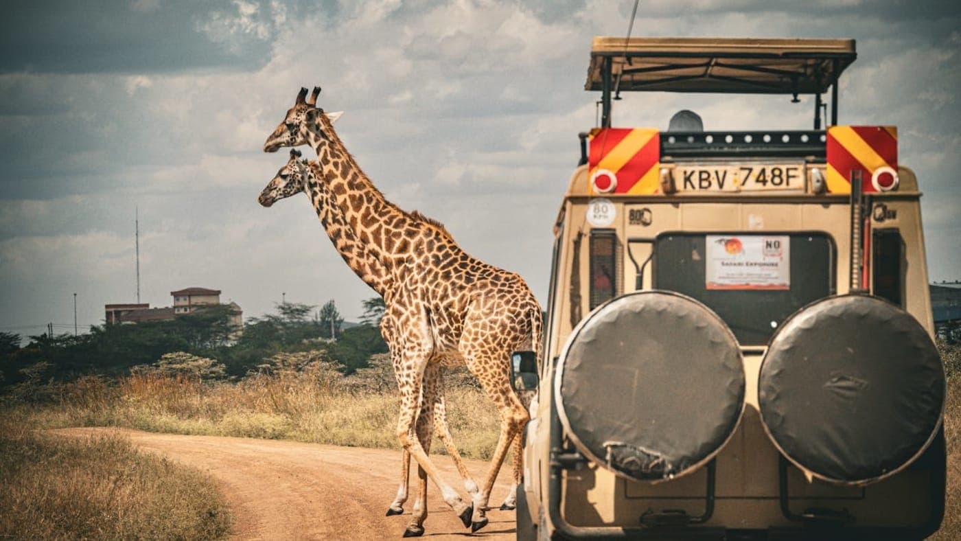 Two giraffes crossing a dirt road beside a safari jeep during wildlife safari in Kenya.