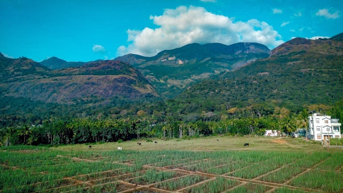 Green farmland with coconut trees and scenic Western Ghats mountains under blue sky in Kerala.