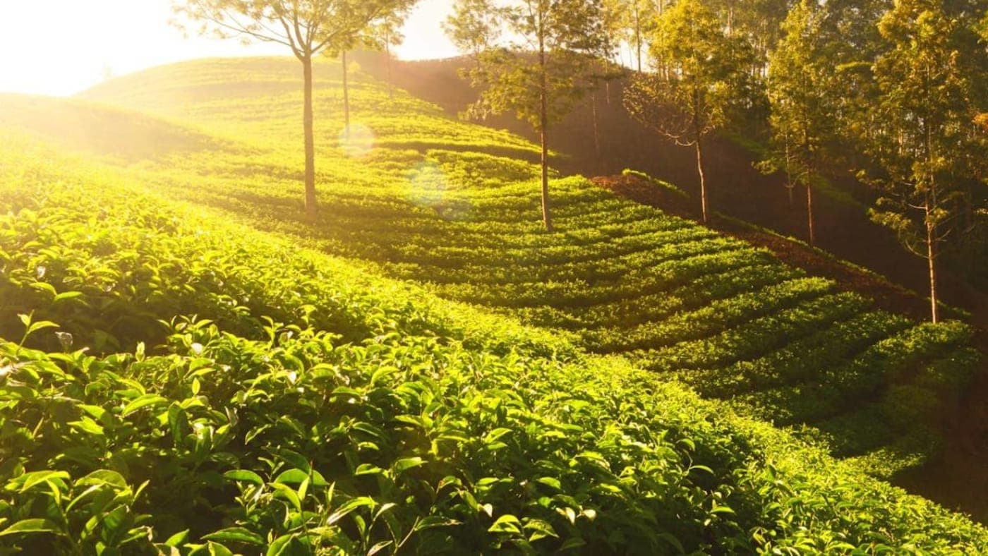 Sunlit tea plantations with rolling green hills and tall trees in the scenic landscape of Kerala.