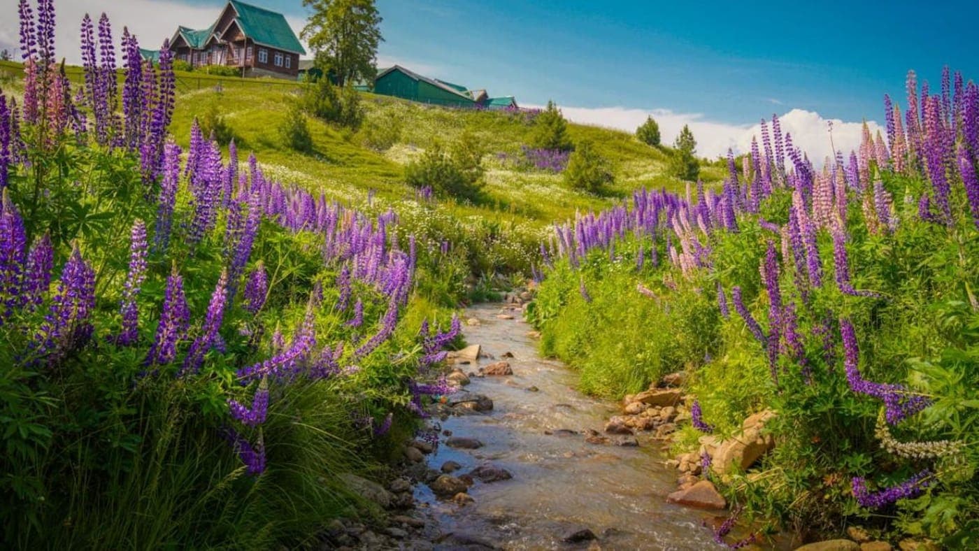 Scenic Kashmir meadow with purple wildflowers, small stream, and wooden cottages under clear blue sky.