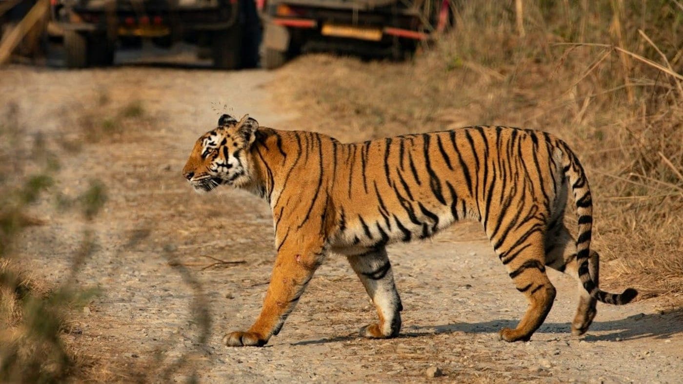 Experience the Best of Wildlife with a Jim Corbett Tour